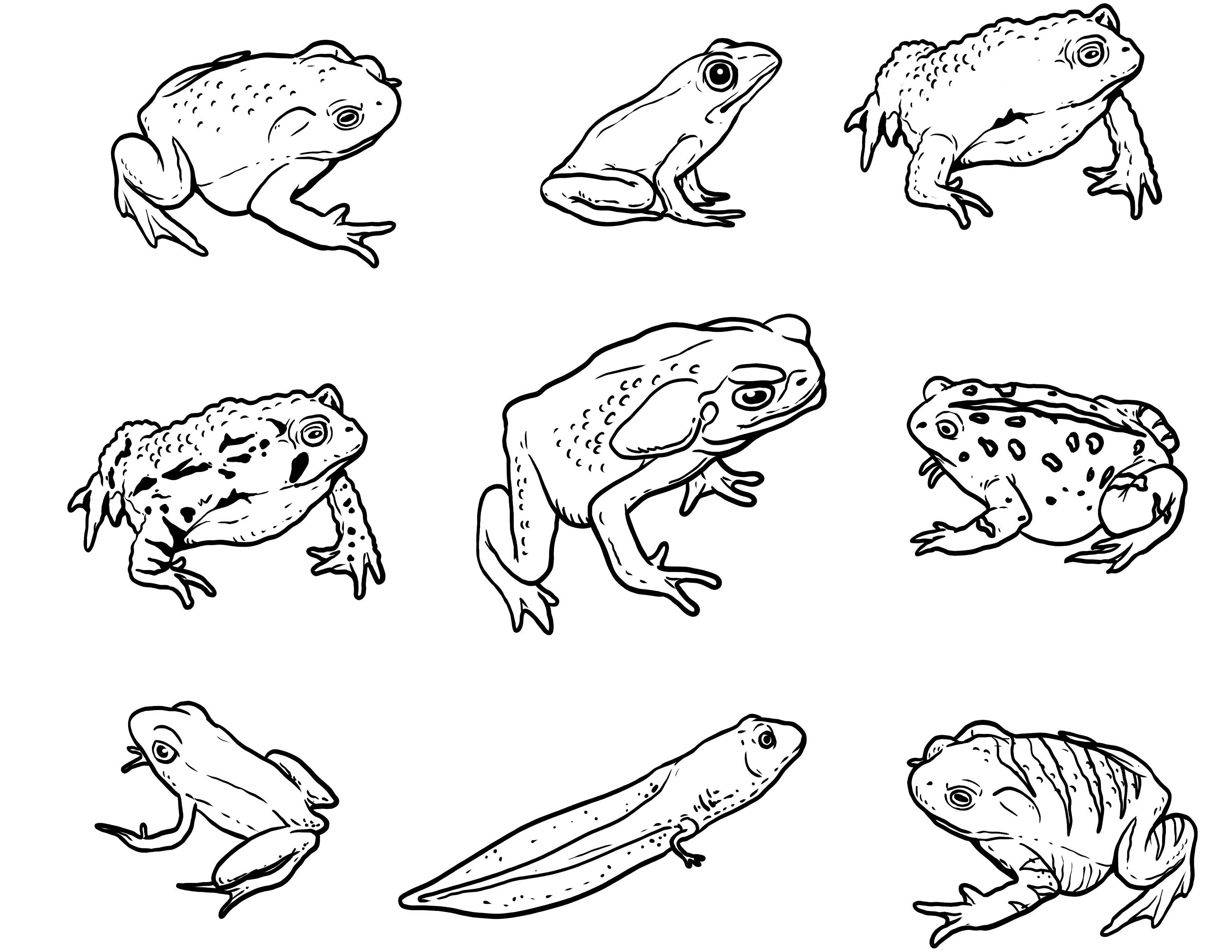Vintage frogs printable cottagecore frog digital download frog coloring page instant download