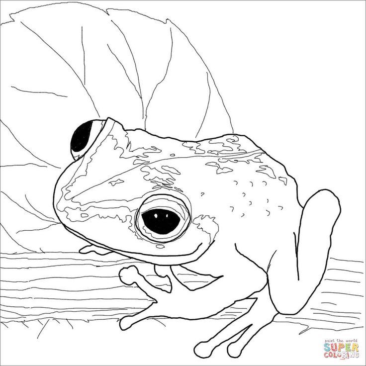 Coloring pages of frogs red eyed tree frog coloring page with frogs pages free frog coloring pages owl coloring pages animal coloring pages