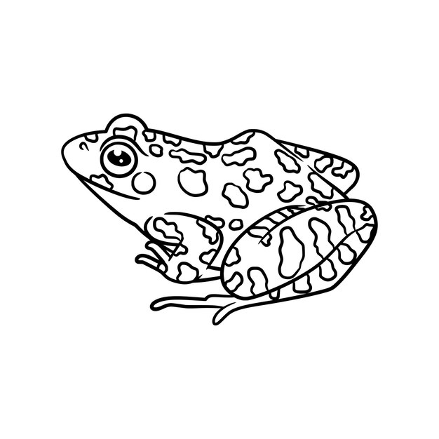 Premium vector frog line art drawing illustration
