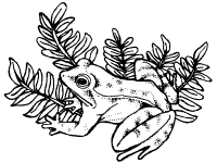 Frogs coloring pages and printable activities