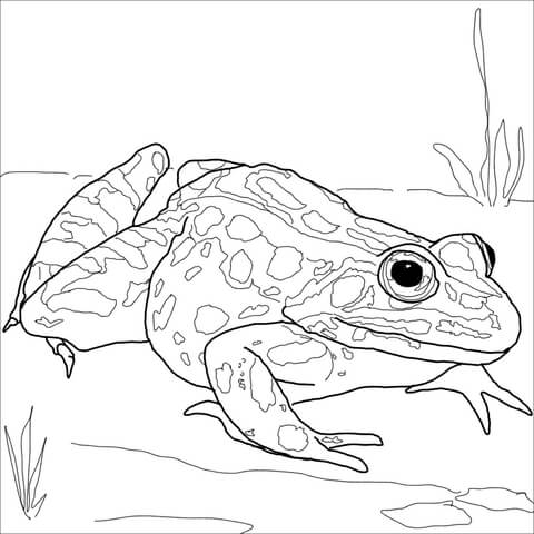 Nothern leopard frog coloring page free printable coloring pages