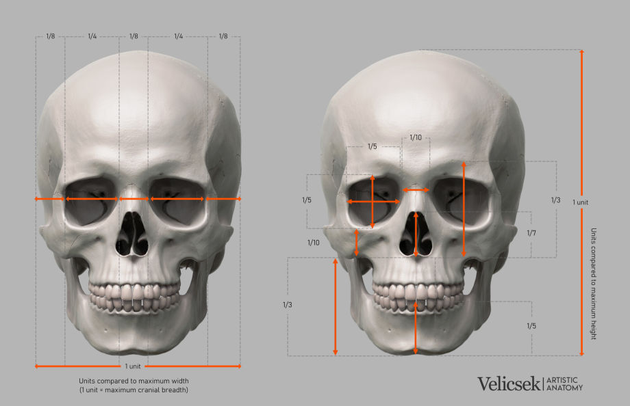 A short guide on human skull proportions