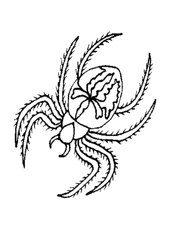 Free printable spider coloring pages for kids spider coloring page coloring pages animal coloring pages