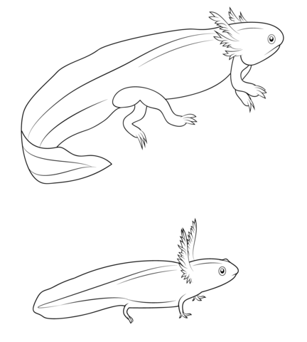 Salamander larvae coloring page free printable coloring pages