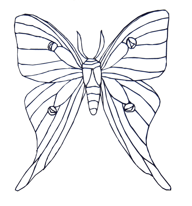 Moth coloring page