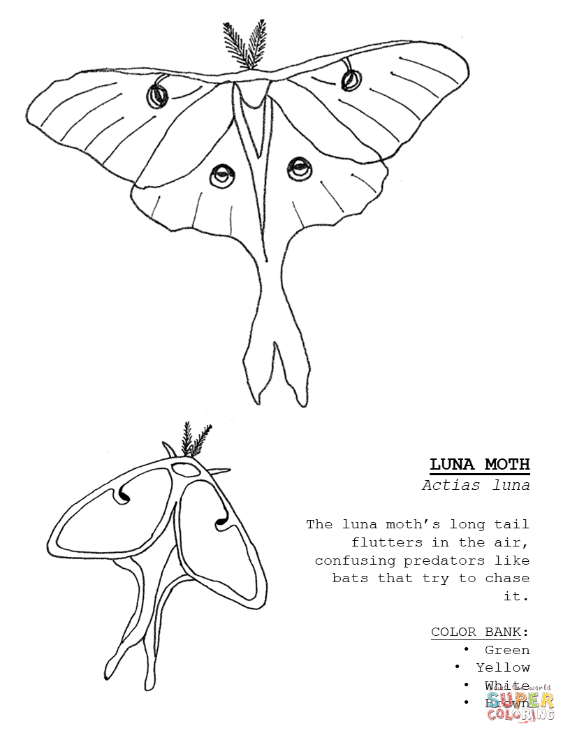 Luna moth coloring page free printable coloring pages