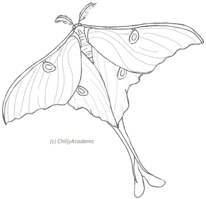 Luna moth lineart by chillyacademic on