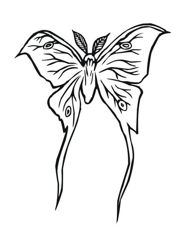 Luna moth coloring page from moth category select from printable crafts of cartoons naâ coloring pages bird coloring pages free printable coloring pages