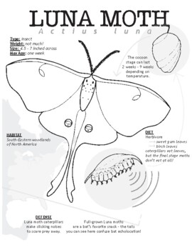 Scientific field journal coloring page luna moth by kacy patrick