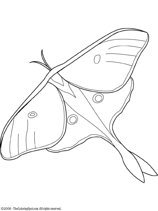Luna moth coloring page audio stories for kids free coloring pages colouring printables