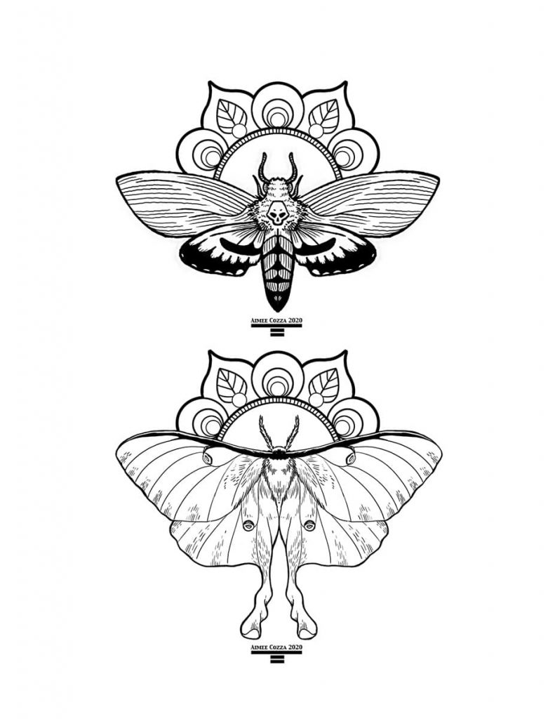 Moths coloring page download