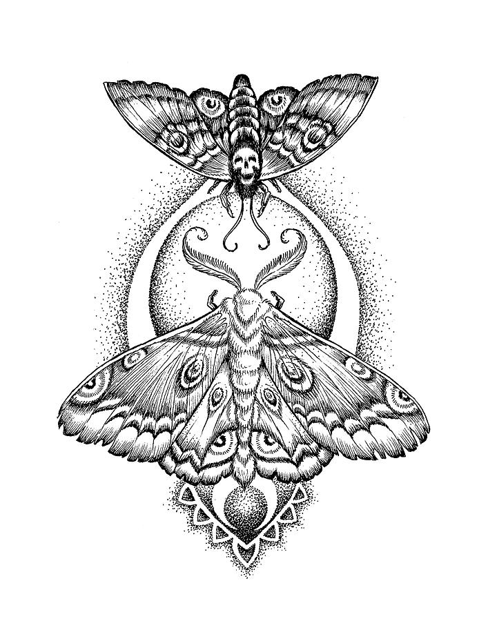 Lunar moths drawing by sarah llewellyn
