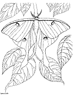 Butterfly and caterpillar coloring pages and printable activities