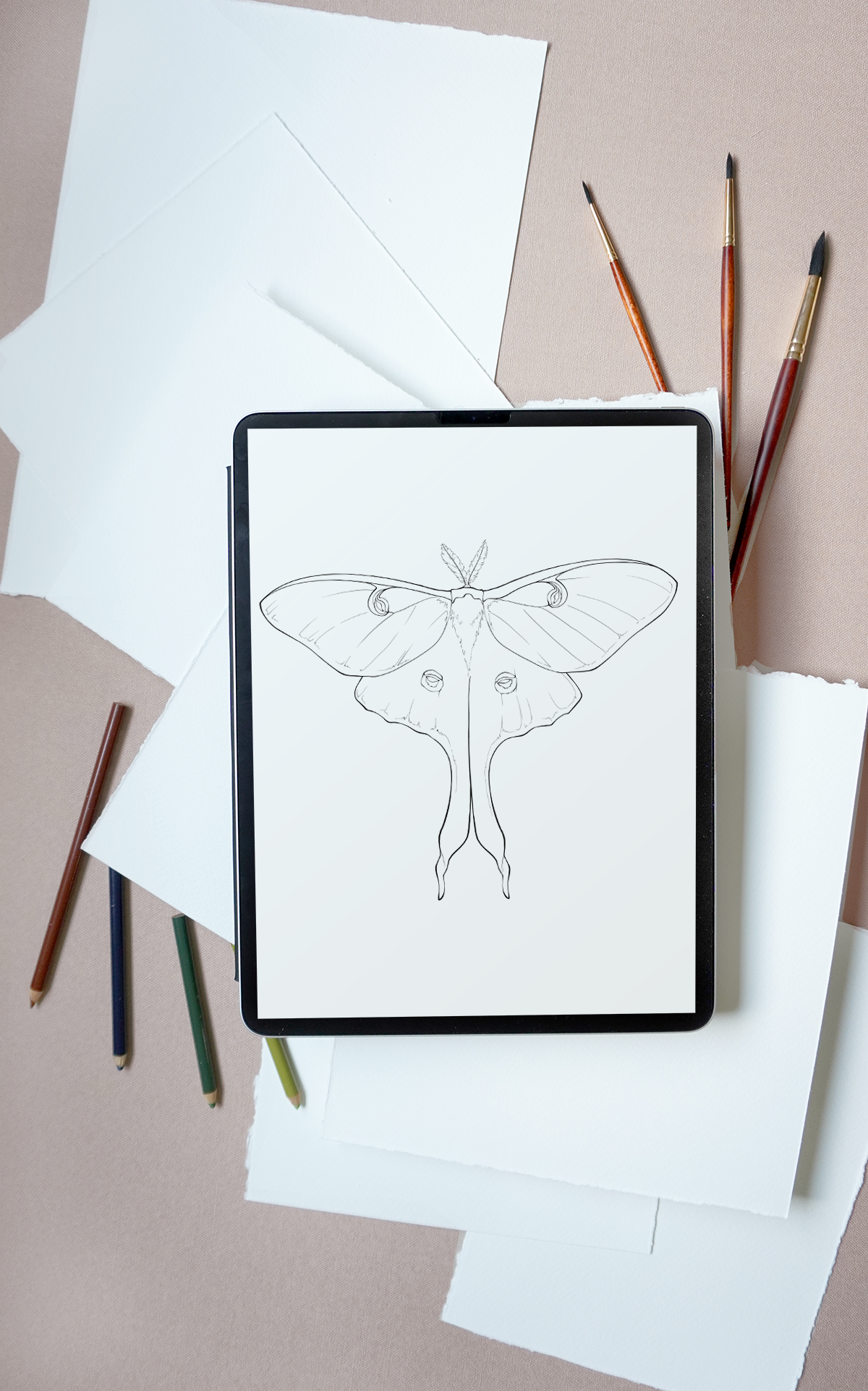 Luna moth painting template coloring page â katrina crouch blushed design