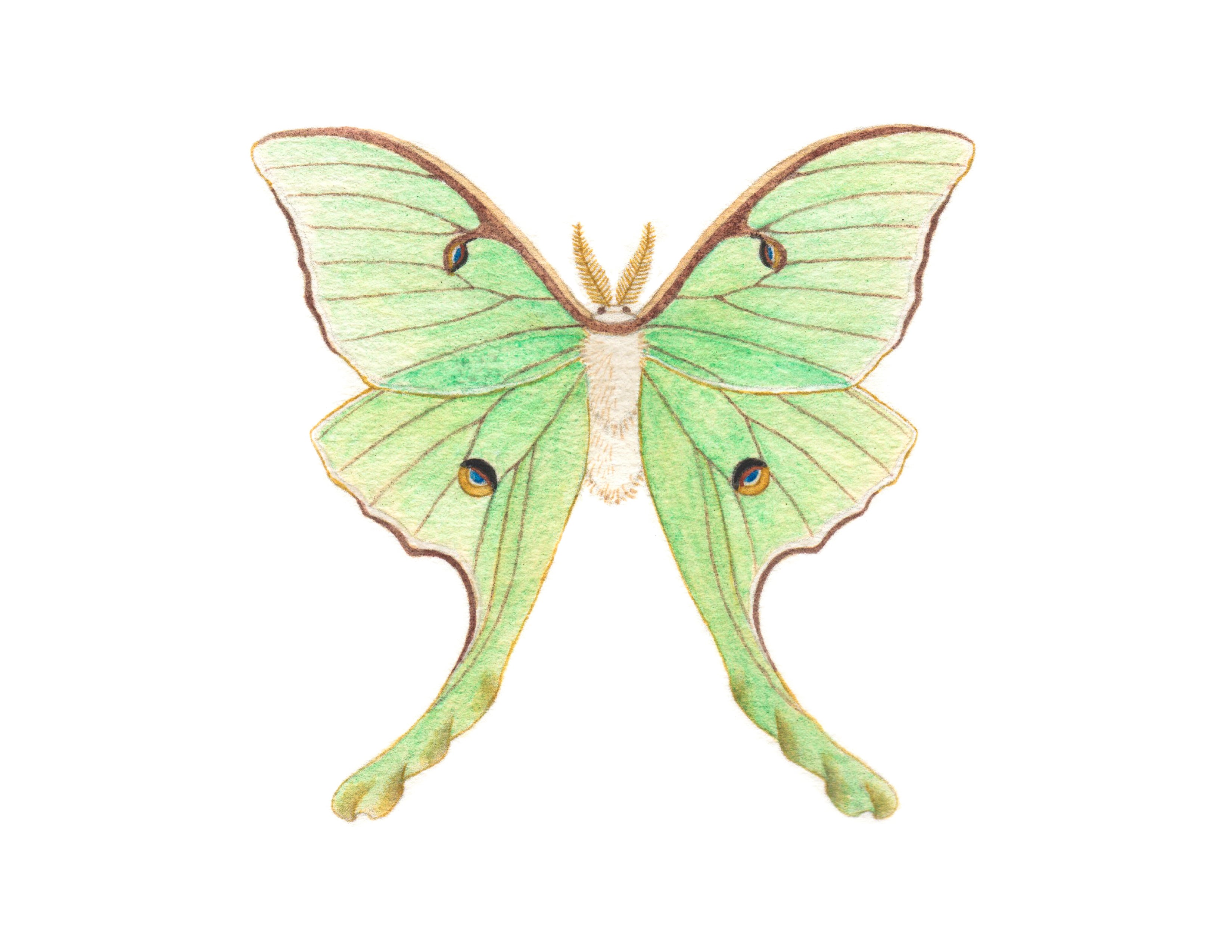 Luna moth paintable project digital download â greenleaf blueberry