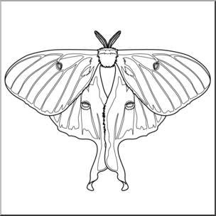 Clip art moth luna bw i
