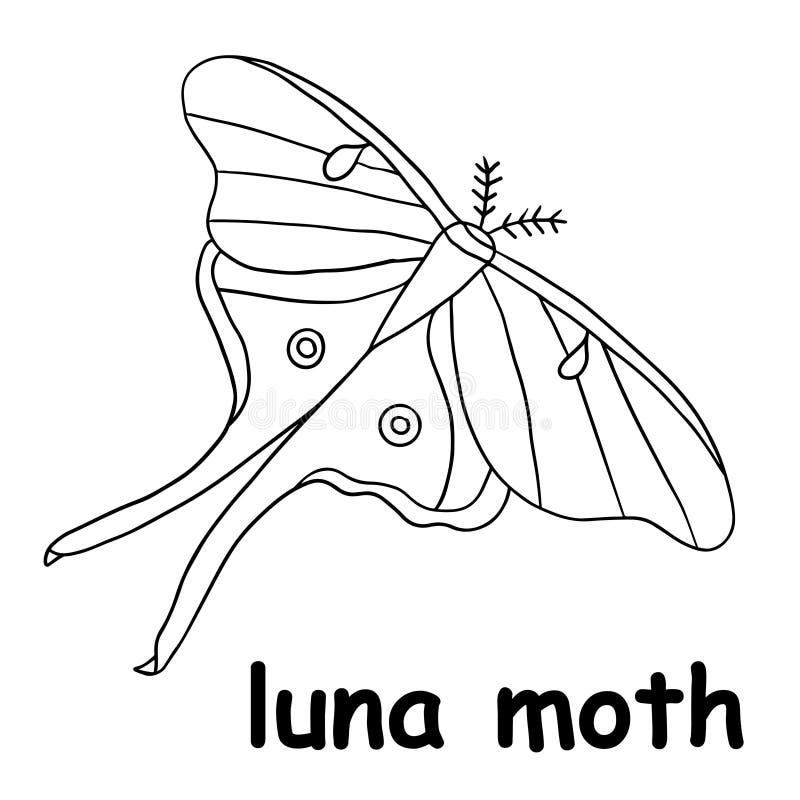 Luna moth stock illustrations â luna moth stock illustrations vectors clipart