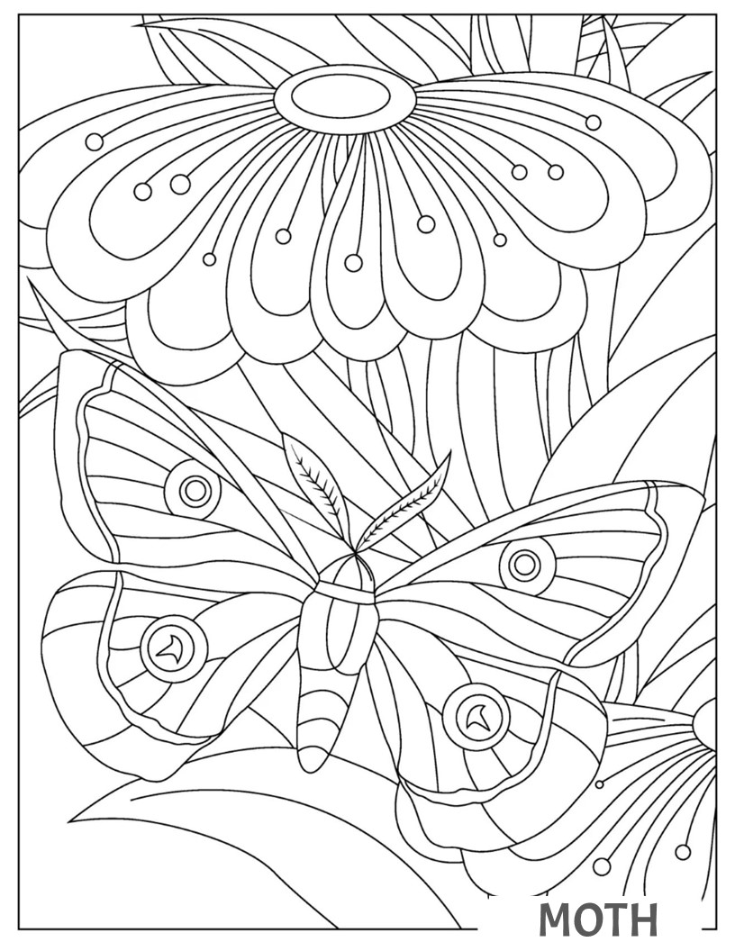 Coloring book of moth â coloring book for kids made by teachers