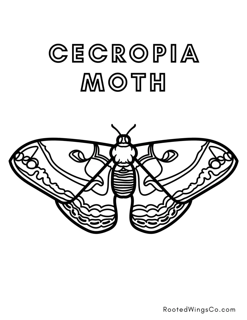 Free moth coloring pages