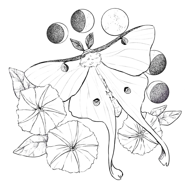 Moth and moon cycle coloring page