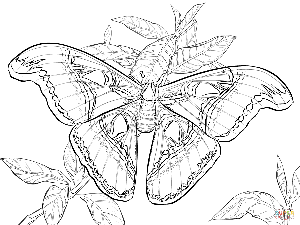 Realistic atlas moth coloring page free printable coloring pages