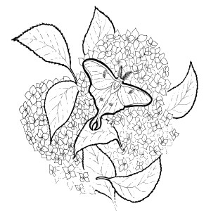 Free coloring pages