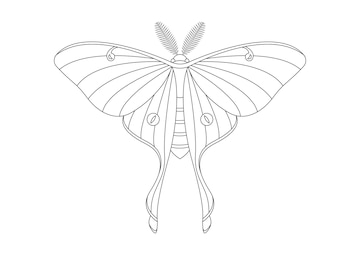 Premium vector black and white butterfly luna moth clipart vector coloring page of a butterfly luna moth