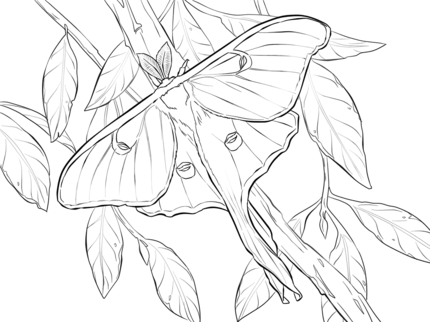 Realistic luna moth coloring page coloring pages bug coloring pages moth drawing