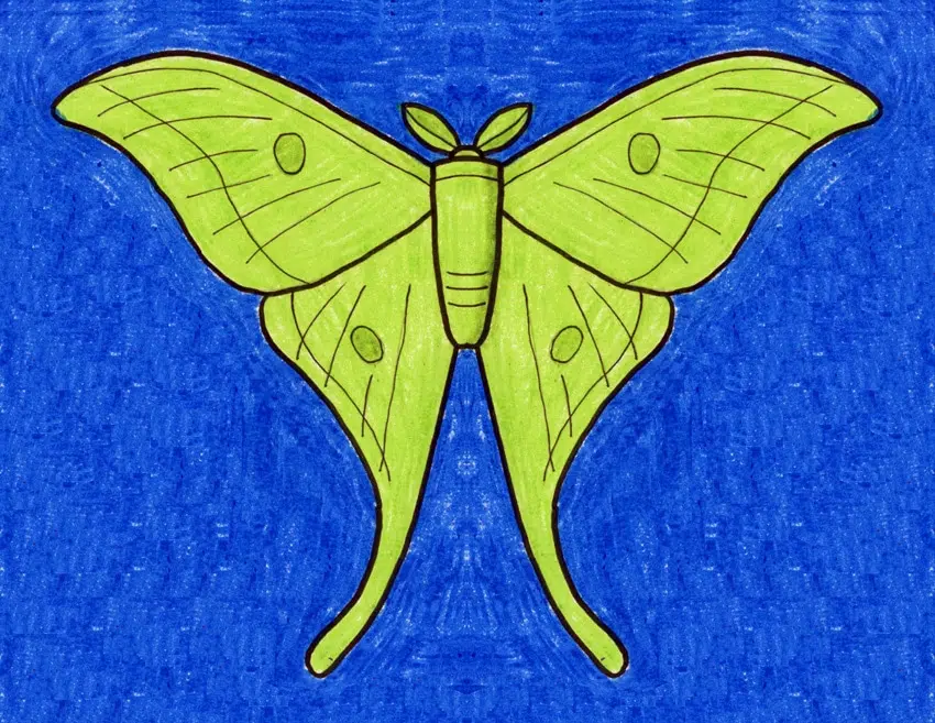 Easy how to draw a moth tutorial and moth coloring page