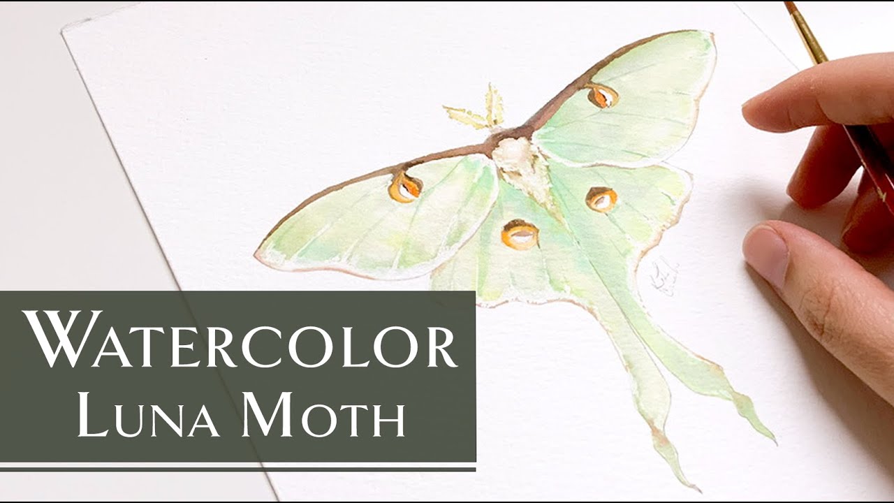 Luna moth painting template coloring page â katrina crouch blushed design