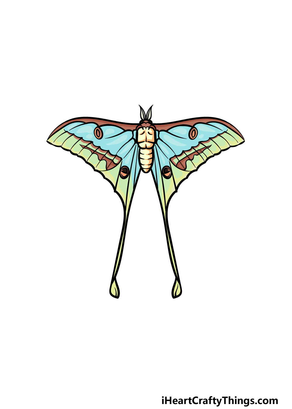 Luna moth drawing