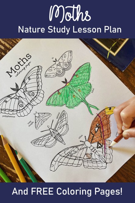 Amazing moths and night creatures â and free printables