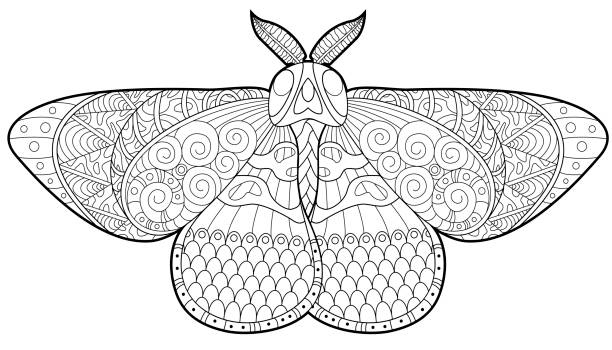 Butterfly moth coloring page for children and adults hand drawing vector illustration stock illustration