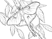 Moth coloring pages free coloring pages