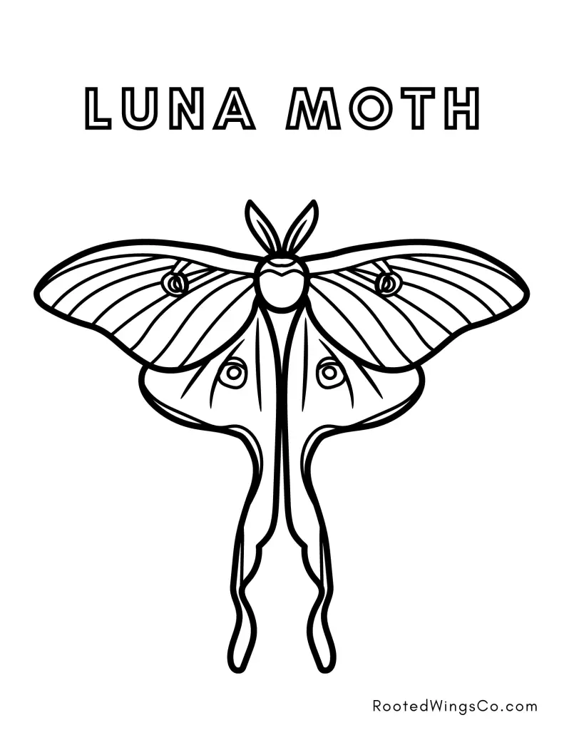 Free moth coloring pages