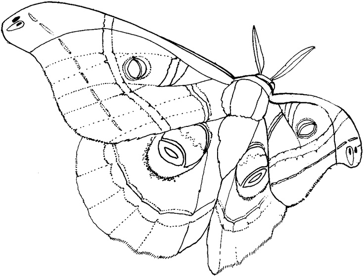 Google image result for httpwwwarthursclipartorginsectsmothspolyphemus moth drawing coloring pages adult coloring page