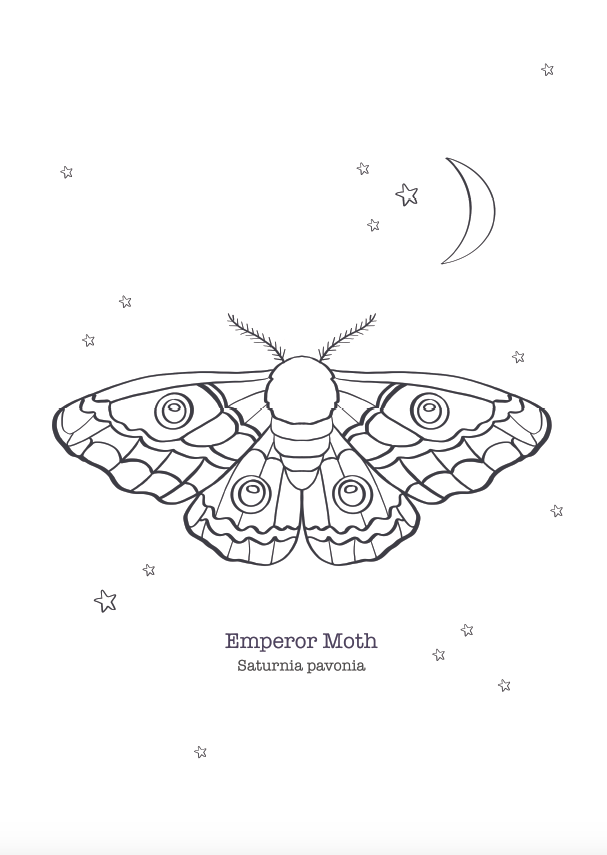 Moths nature coloring pages â wildflowers