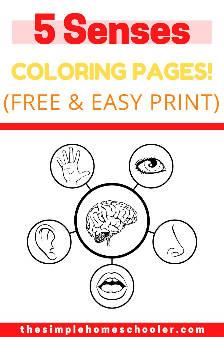 Best senses coloring pages free easy print