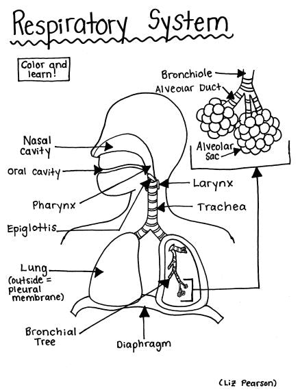 Respiratory system