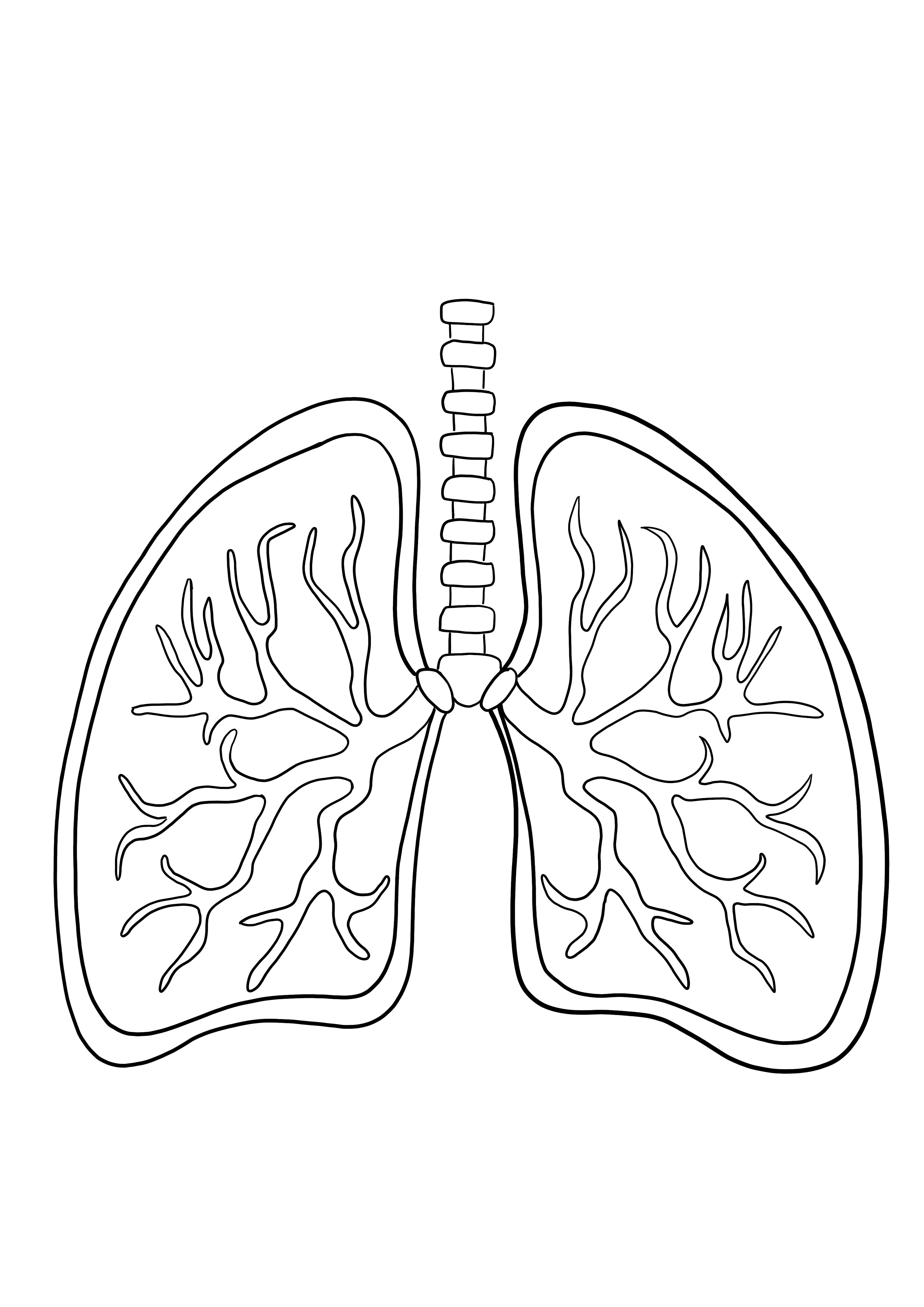 Lungs coloring and free printing image