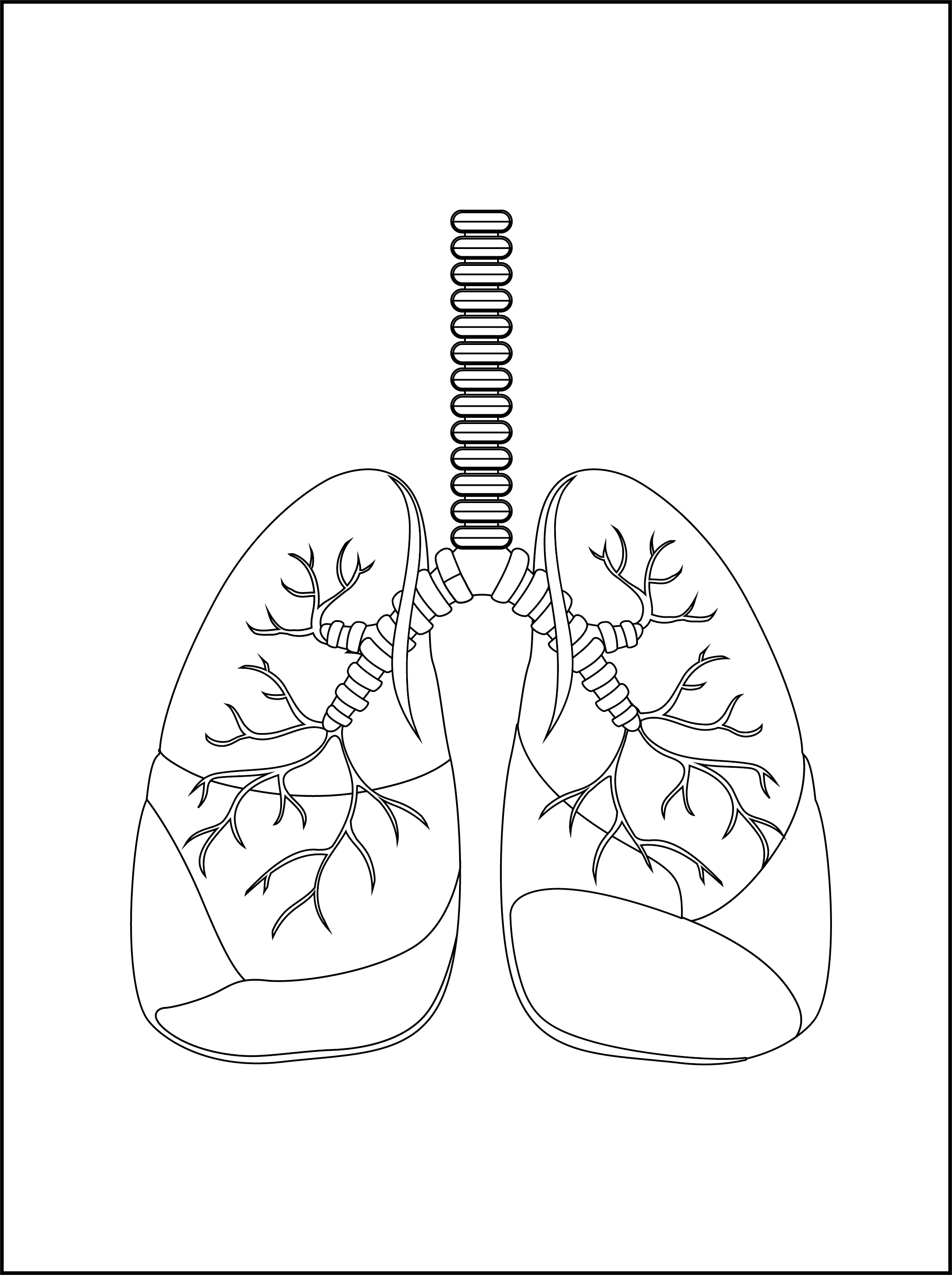 Anatomy coloring pages for kids made by teachers