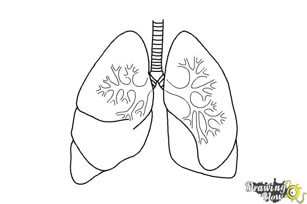 How to draw lungs