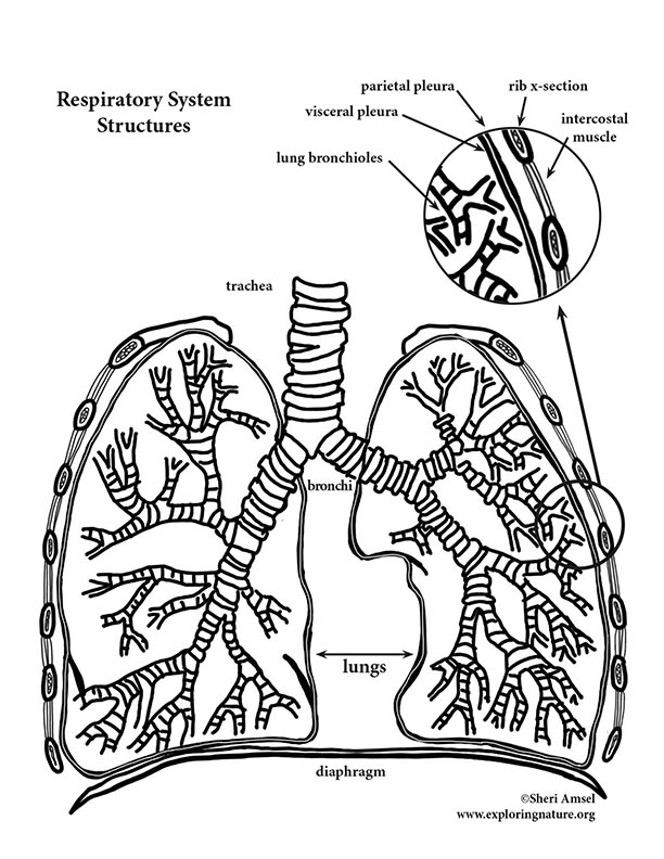 Lungs coloring page