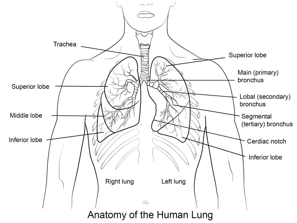 Human lungs fãrbung seite