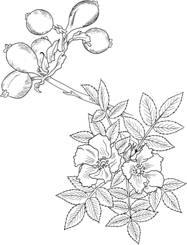 Wild rose coloring page free printable coloring pages