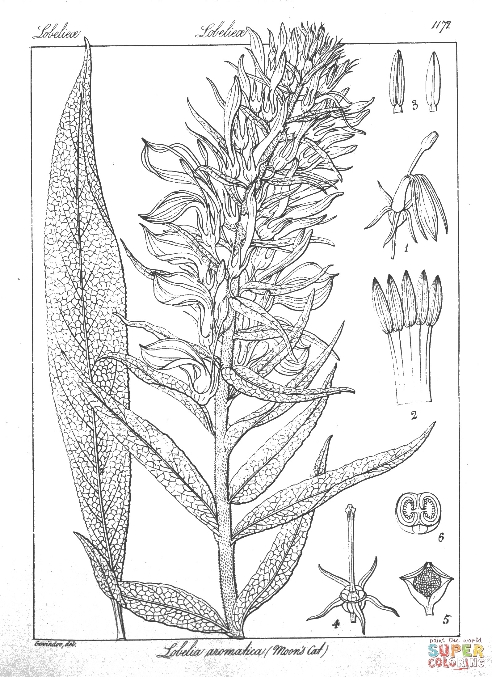 Lobelia aromatica coloring page free printable coloring pages