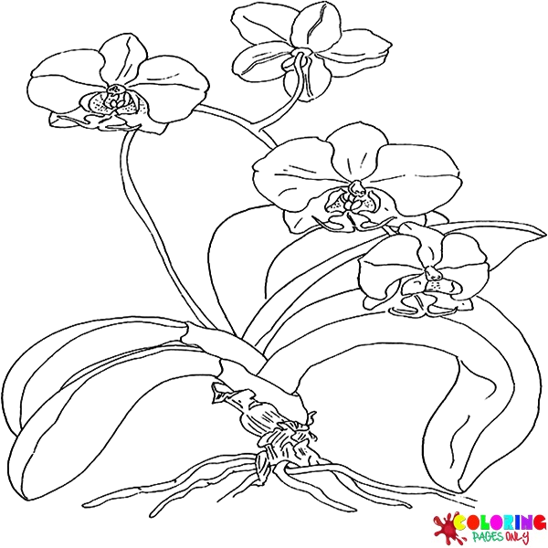 Orchid coloring pages