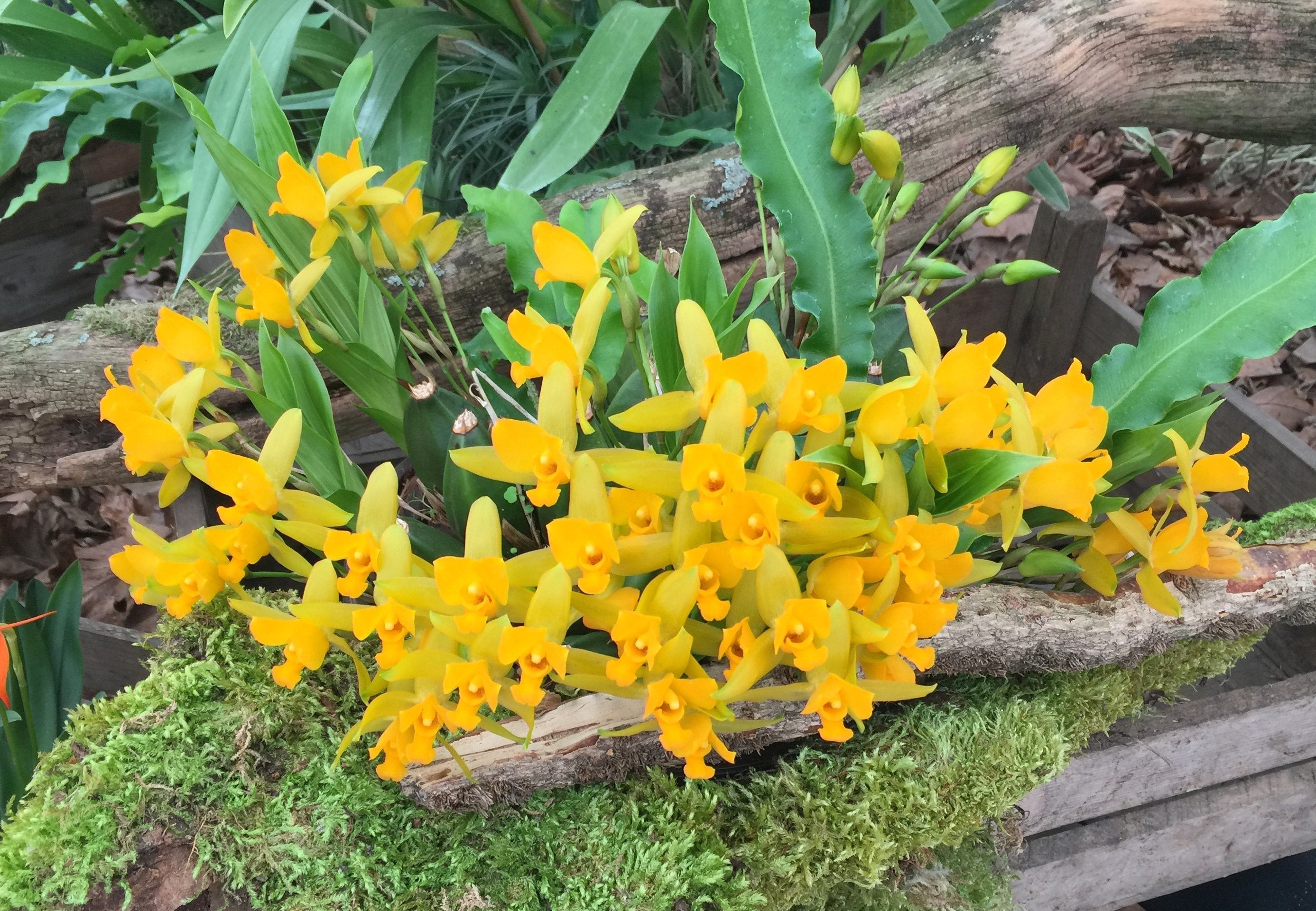 Lycaste consobrina big