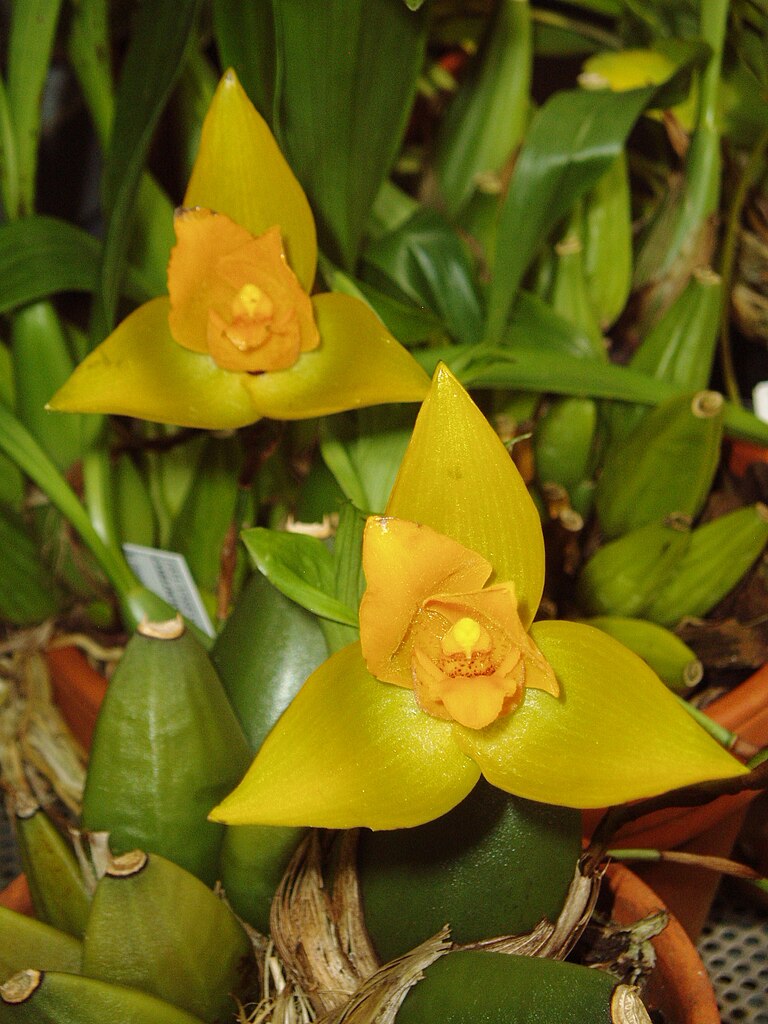 Filelycaste aroaticajpg