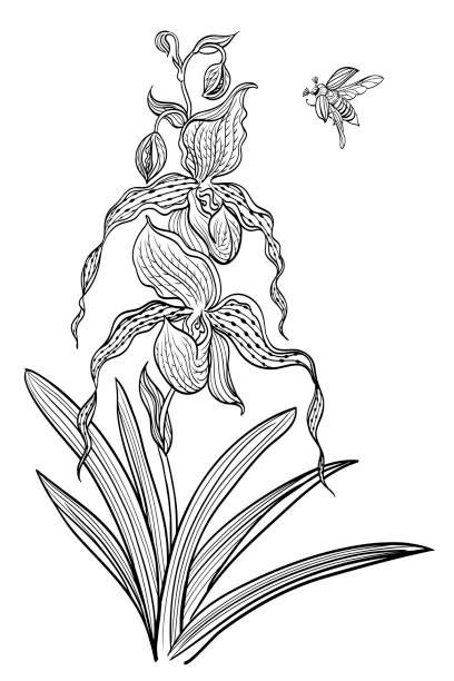 White lady slipper stock illustrations royalty